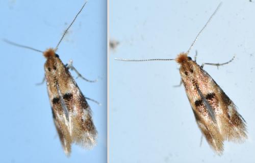 Bucculatrix ulmella